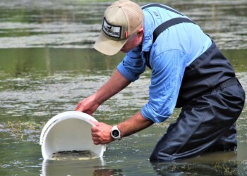 Macquarie perch release