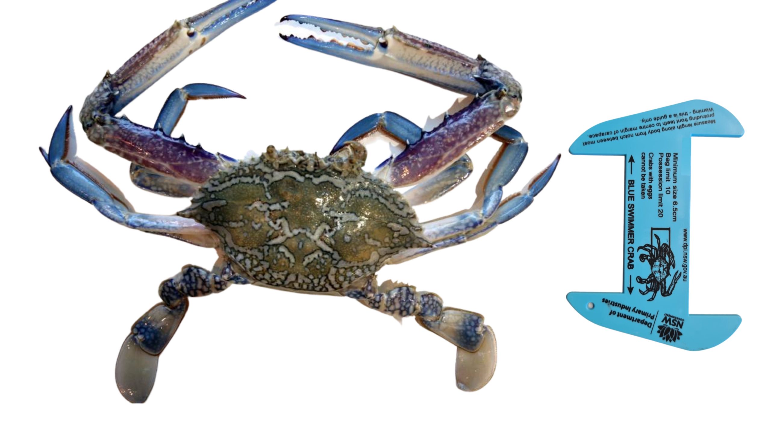 Blue Swimmer Crab Size Limit Increase In NSW Fishing World Australia blue-swimmer-crab-size-limit-increase-in-nsw-fishing-world-australia