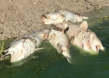 Recreational Fishing Alliance: NSW water – who is responsible and who will fix it?