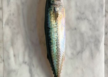 Sustainable Seafood: Bring back the mack