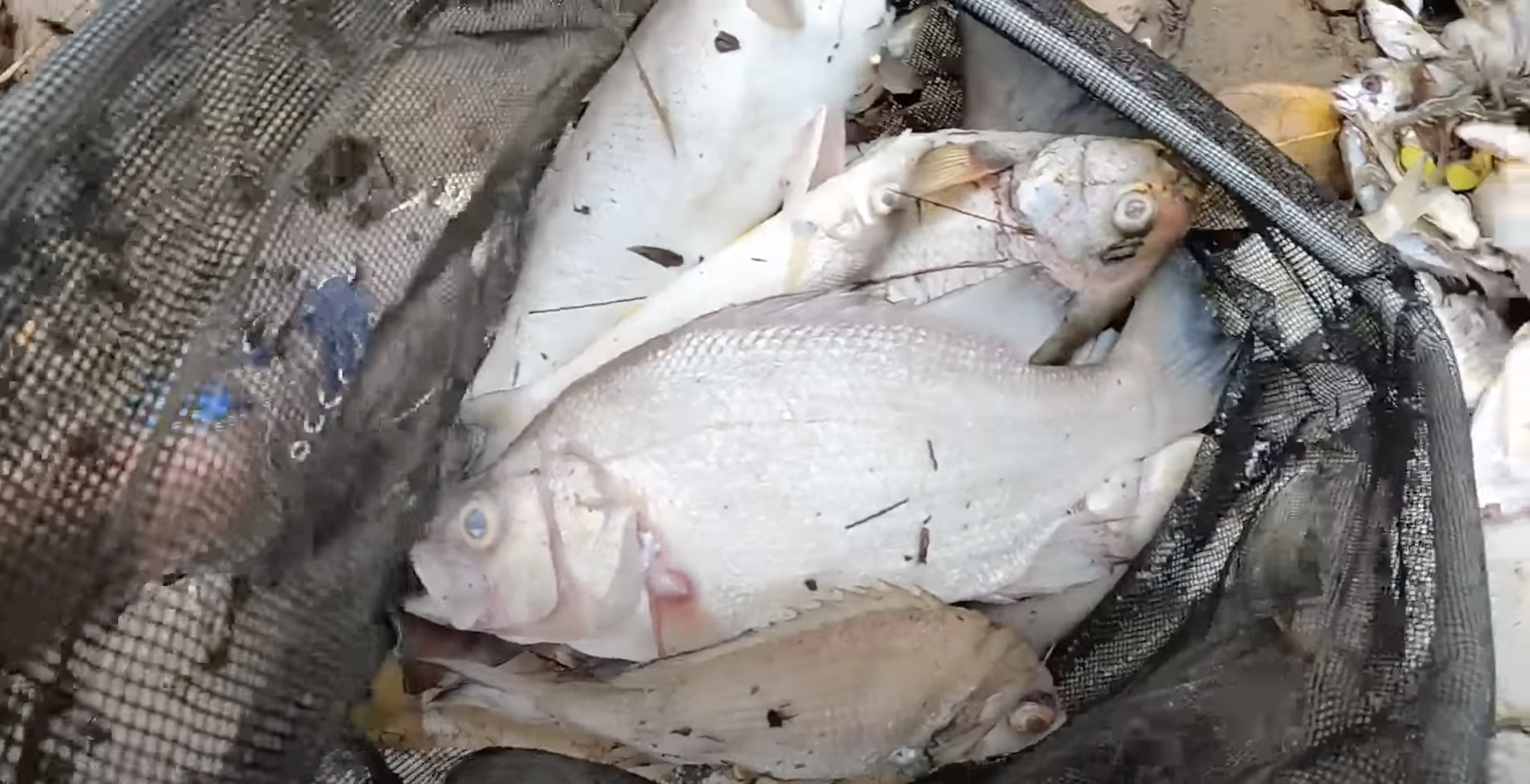 “Thousands” of dead fish wash up in Parramatta River fish kill