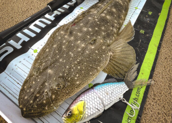 Shimano Bantam Sraptor glidebait review