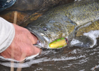 OzFish Unlimited: Was fishing better 100 years ago?