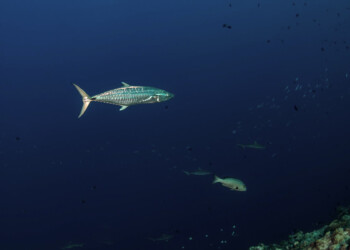 Managing Mackerel: Are Spanish mackerel threatened or have stocks remained steady?