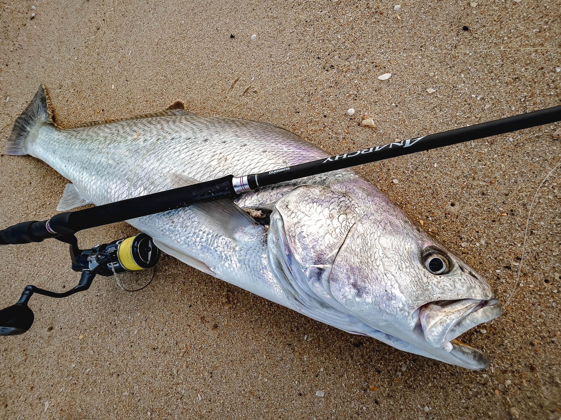 Shimano Twin Power XD long term review - Fishing World Australia