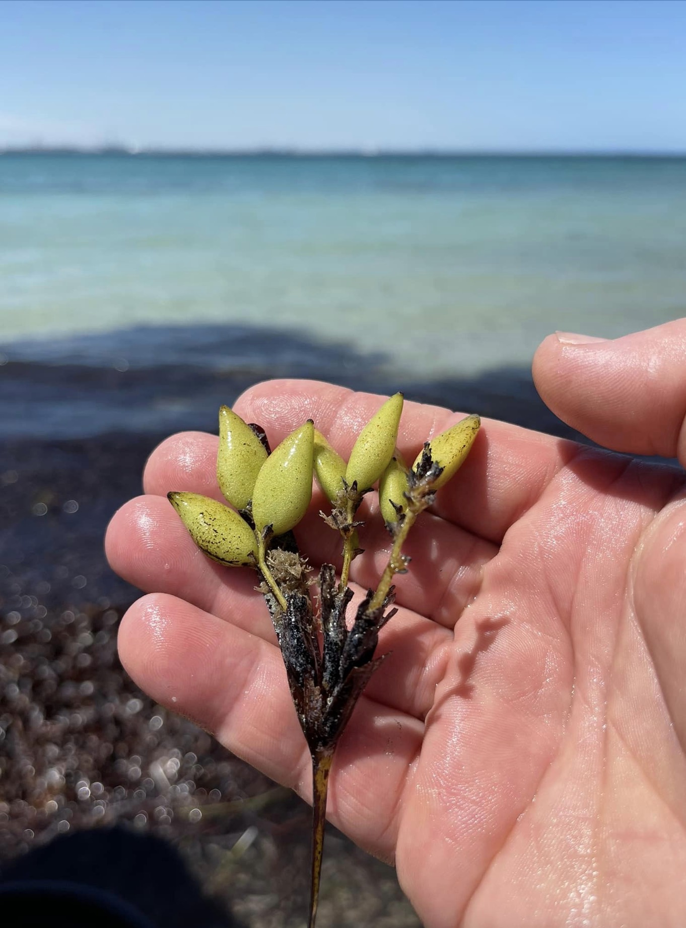 Restoring habitat for pink snapper with a million seeds