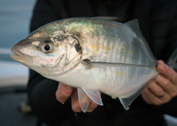 Trevally Alley: Catching Sydney’s silver trevally