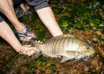 Rock Fishing: New tricks for luderick