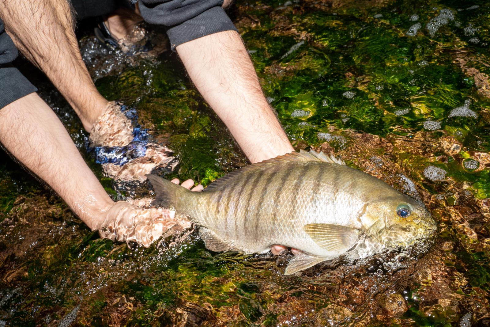 Rock Fishing: New tricks for luderick - Fishing World Australia