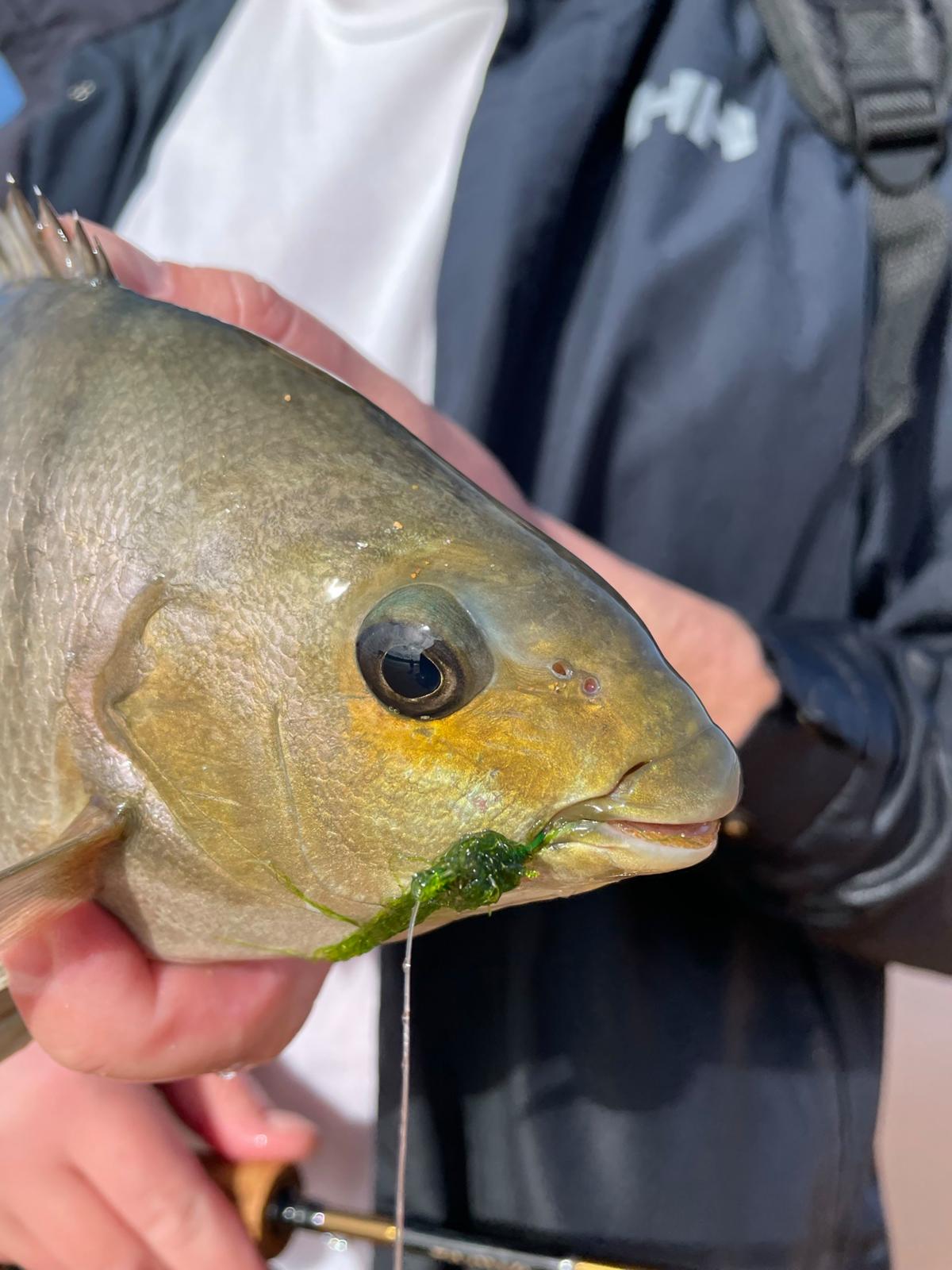 Scotty explains how to fish for Ludrick with weed full clip