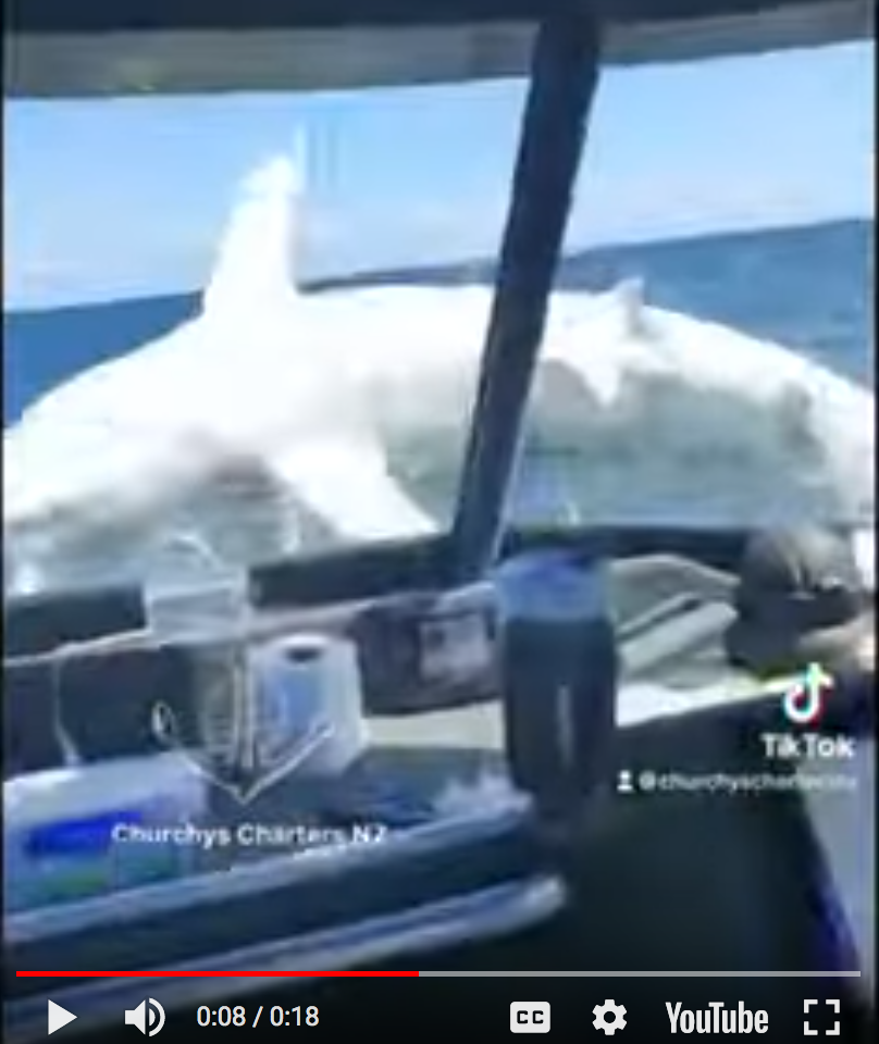 Mako shark jumps in boat Fishing World Australia