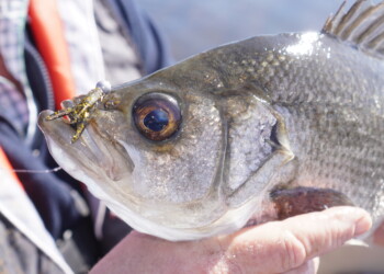 The search for perch