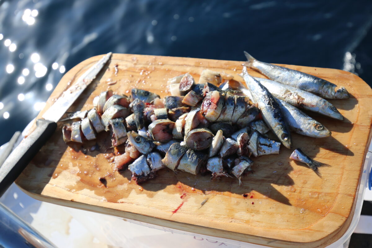 Frozen Fishing Bait