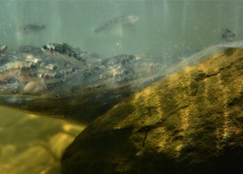 More natives released in NSW Central West