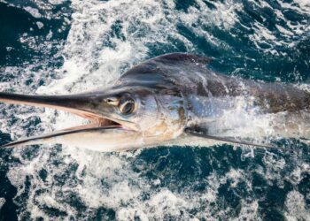 Marlin vertical movements