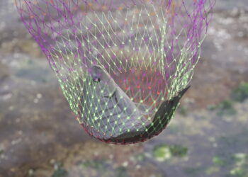 ENVIRONMENT: Shrinking fish?