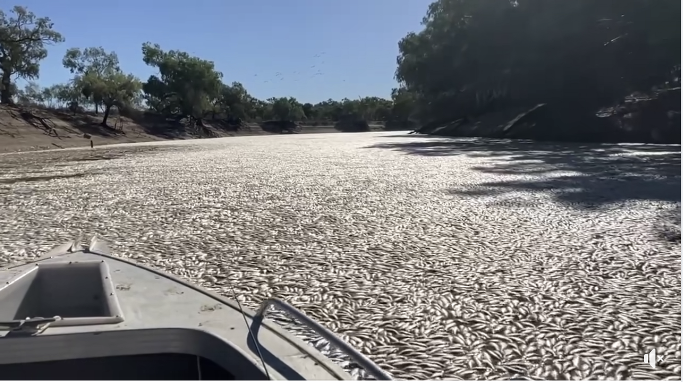 Millions of fish dead in Menindee fish kill