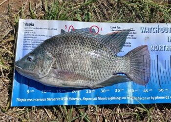 Tilapia busters!