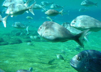 Seafood Positive launches OneFishTwoFish