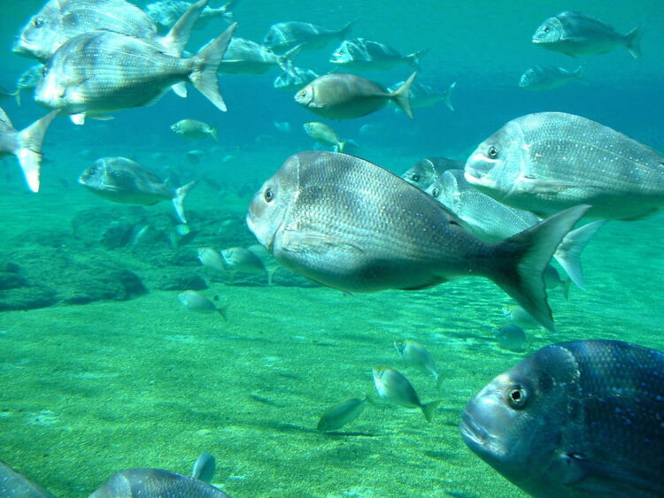 Seafood Positive launches OneFishTwoFish