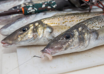 King George whiting sounder tips