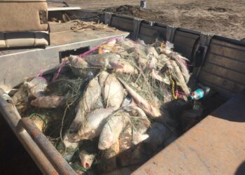Man fined for illegally catching 12 tonnes of golden perch