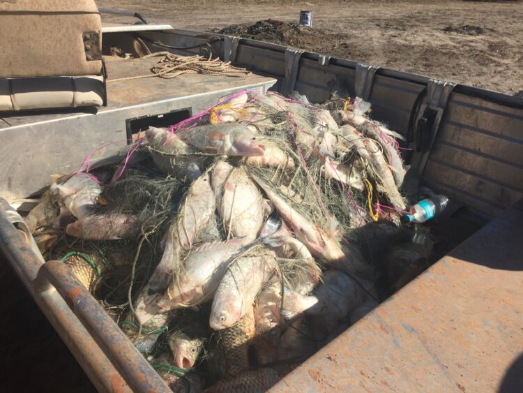 Man fined for illegally catching 12 tonnes of golden perch