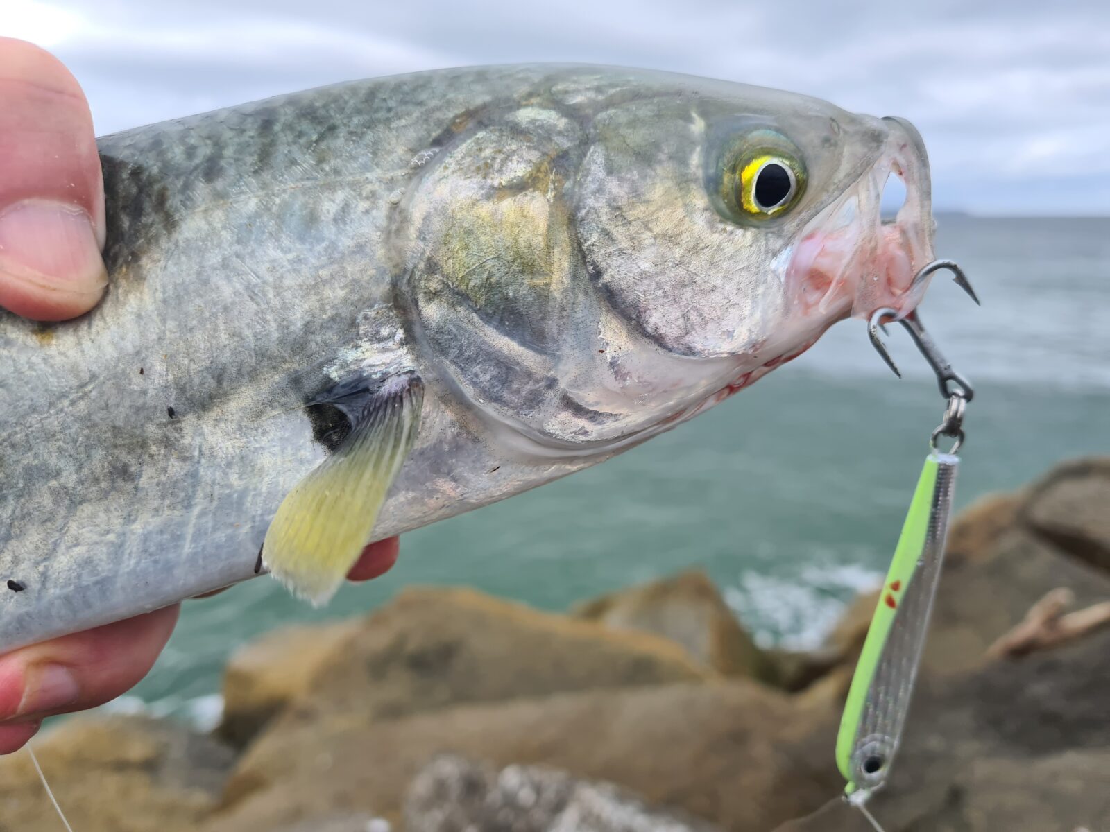 Light Tackle Rocks - Fishing World Australia