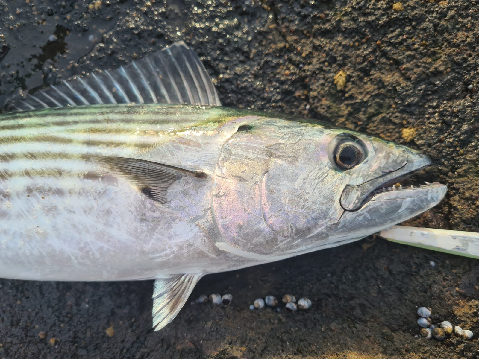 Light Tackle Rocks - Fishing World Australia