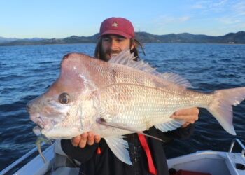 Snapper on plastics