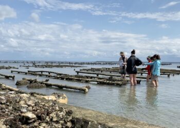 Oysters back from the brink thanks to novel restoration