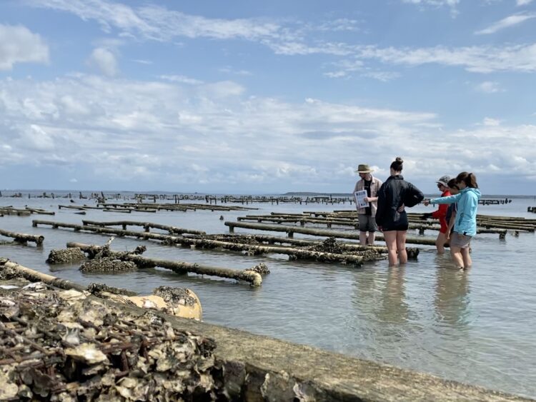 Oysters back from the brink thanks to novel restoration