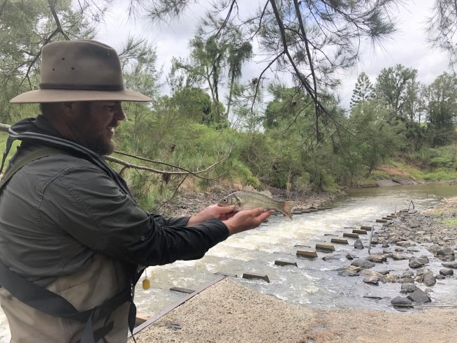 Bass are back at Kyogle Weir