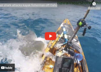 Tiger shark attacks fishing kayak