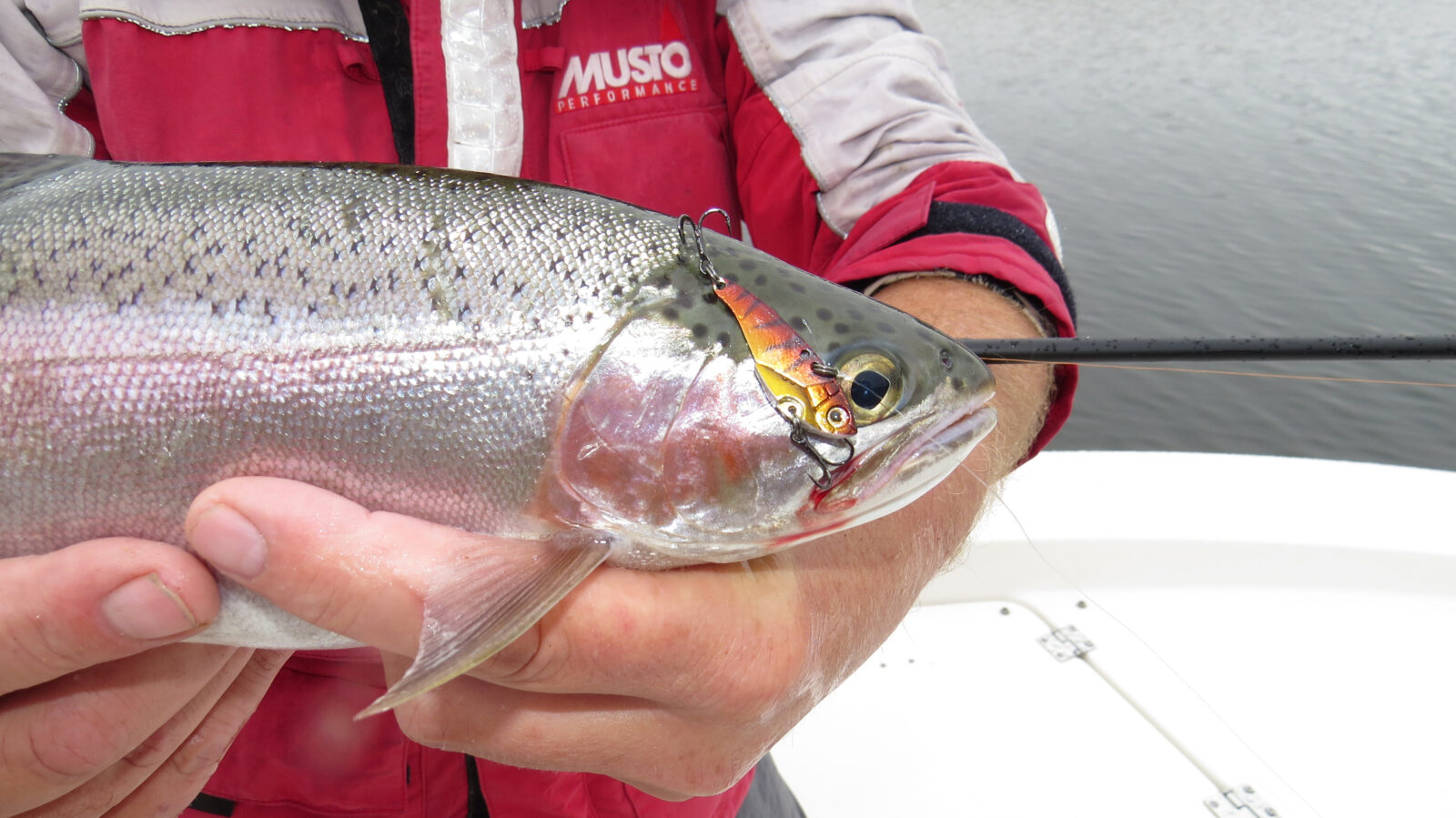 Trout on blades - Fishing World Australia