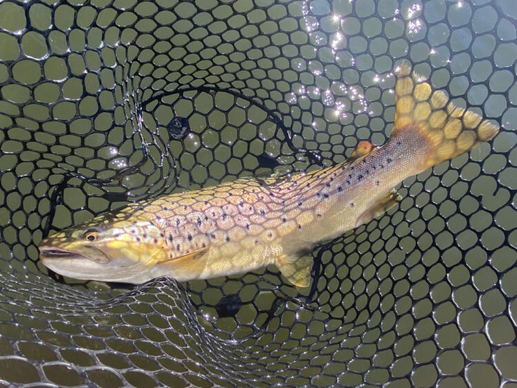 Trout on blades