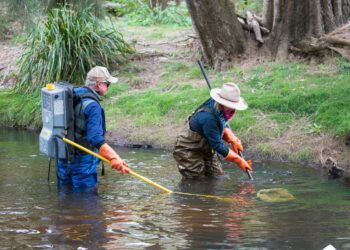 The Winburndale Trout Muster