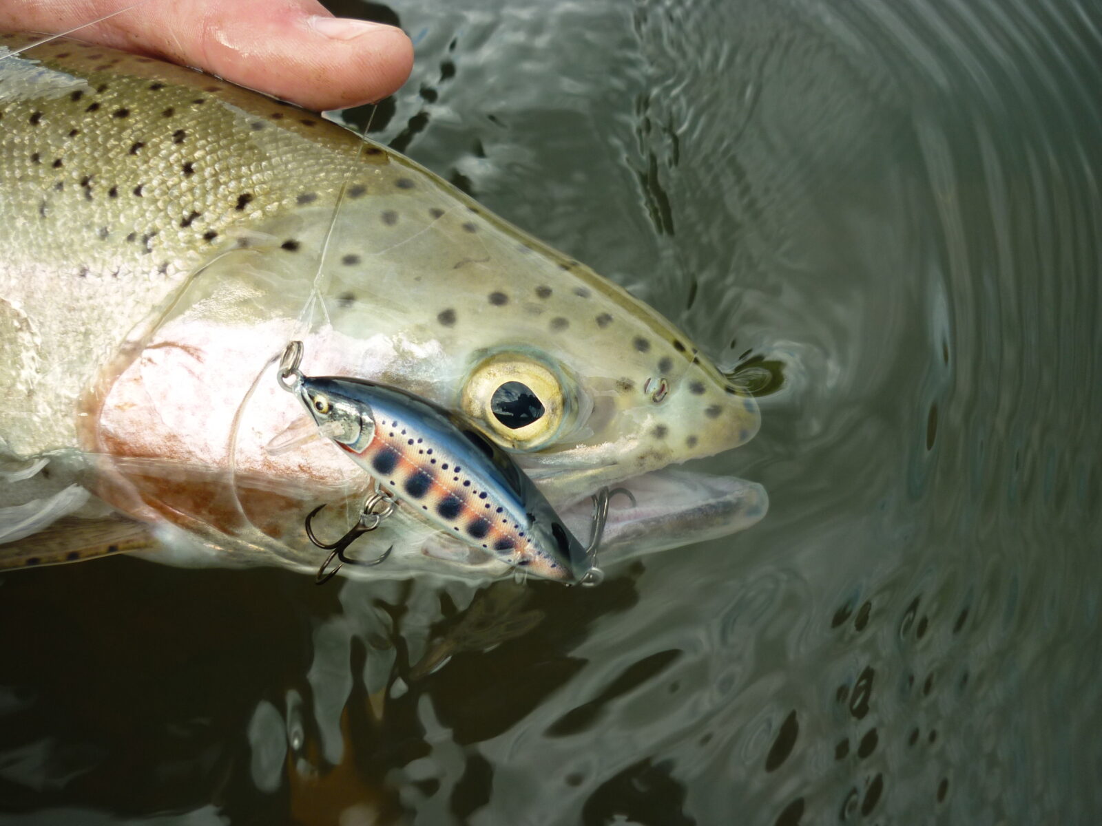 Trout basics - Fishing World Australia