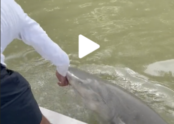 Shark bites man after fish release