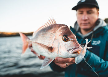 Daiwa Steez Soft Shell