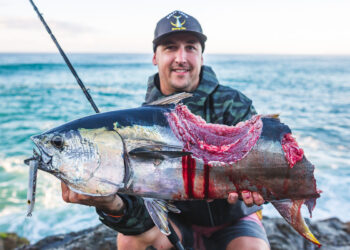 Fisheries Queensland: Get involved in shark depredation research