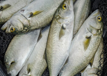 FISH FACTS: What is hyperstability?