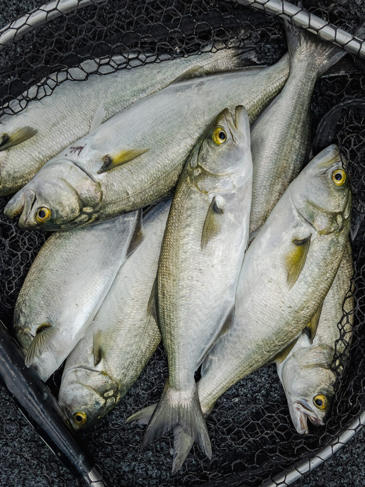 FISH FACTS: What is hyperstability?