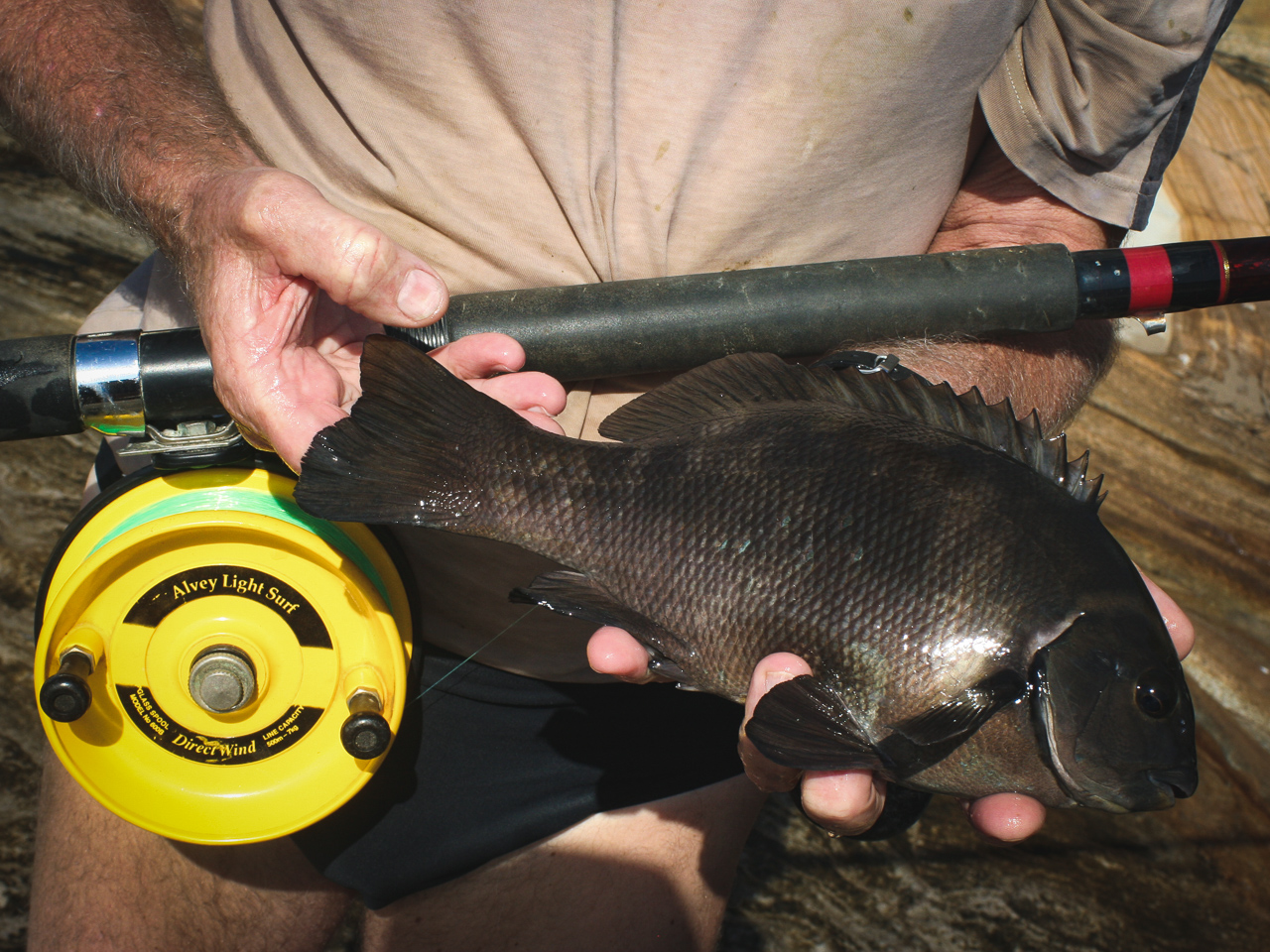 How To Catch Fish, Black Drummer