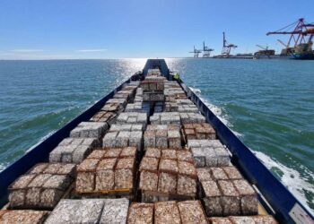 “Shellfish Revolution” turns Moreton Bay into underwater Mecca