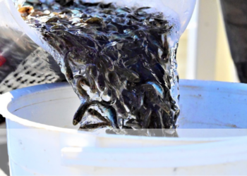 Have your say on freshwater fish stocking