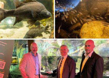 Fisheries collaboration to crack code on Macquarie perch