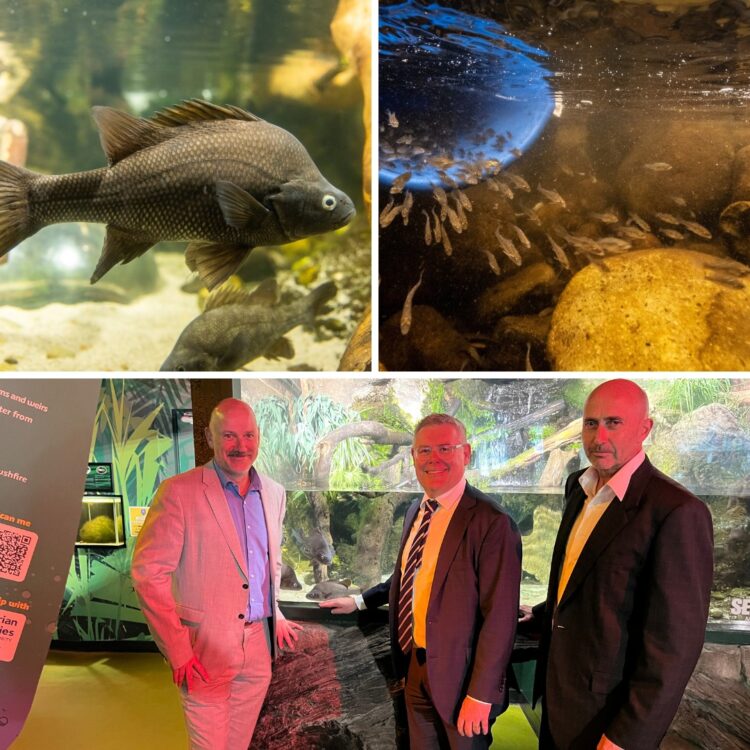 Fisheries collaboration to crack code on Macquarie perch