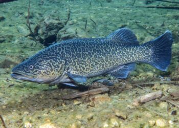 August is Eastern freshwater cod breeding season
