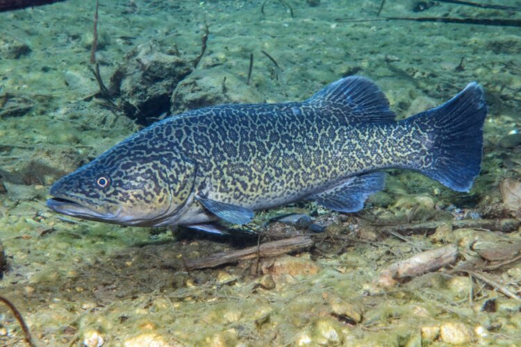 August is Eastern freshwater cod breeding season